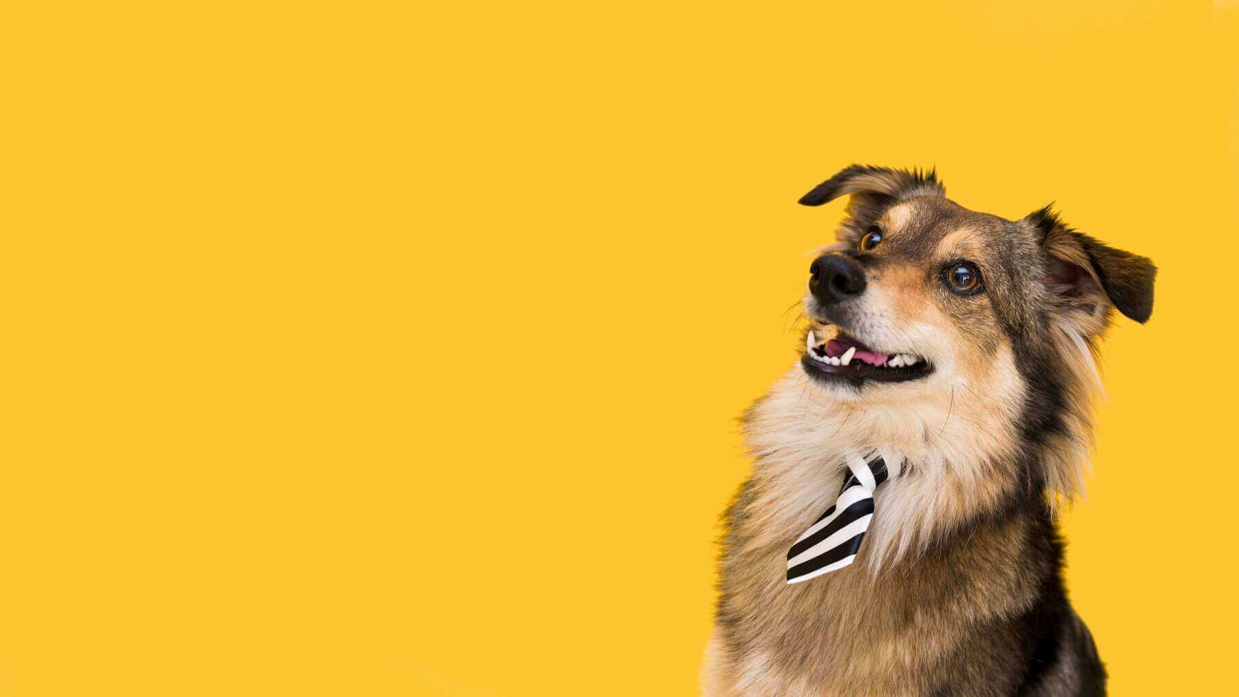 Disciplina Dog